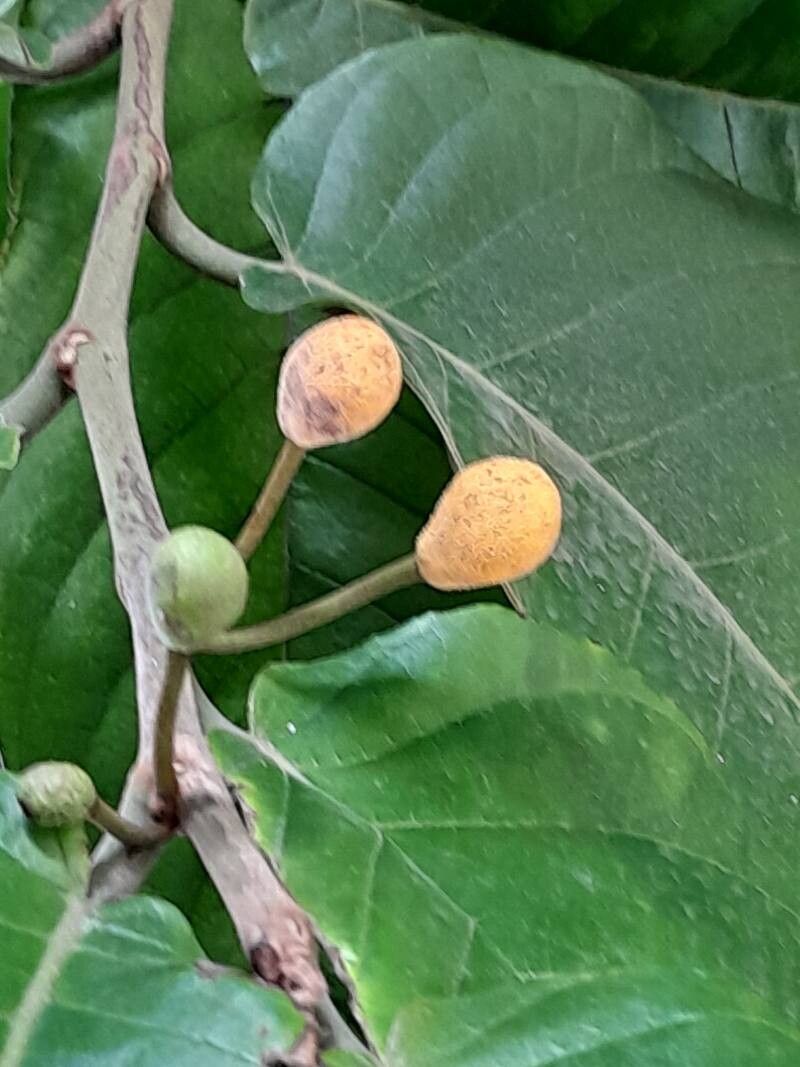 Artocarpus fretessii fruit