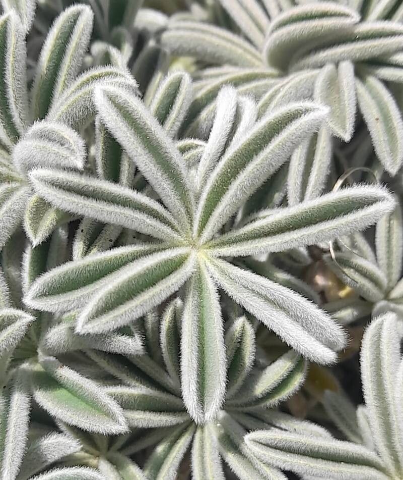 Lupinus andicola leaf