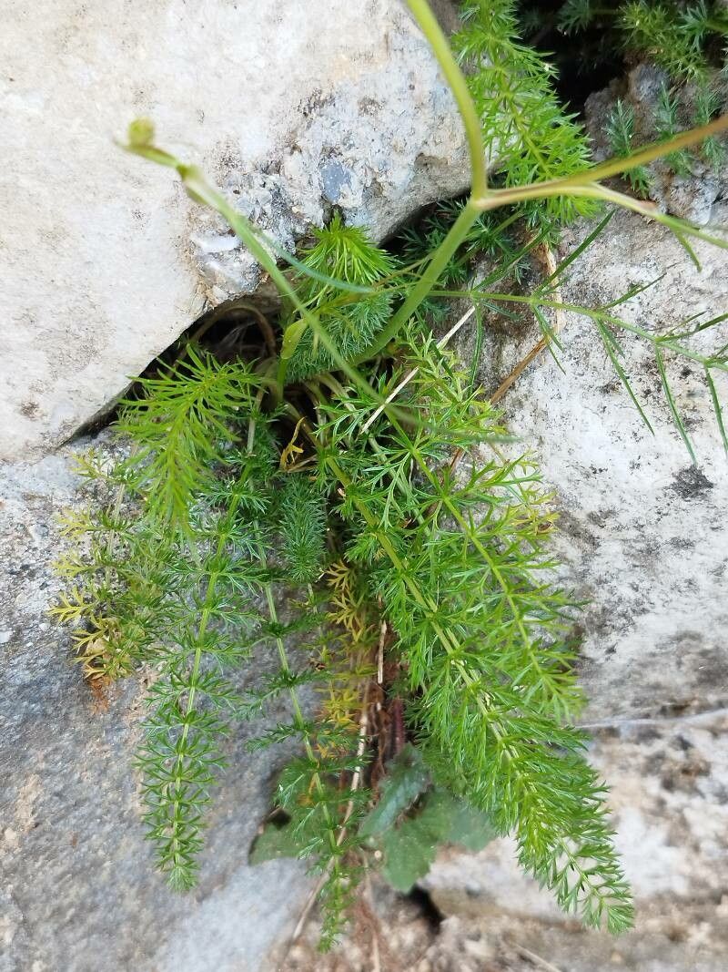 Carum apuanum — related species from the same genus