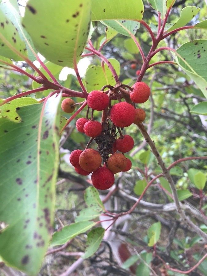 Arbutus xalapensis fruit