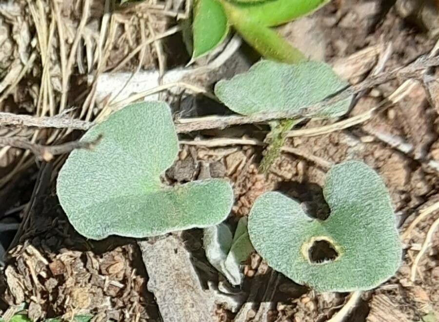 Dichondra sericea — search result for 'Convolvulaceae'