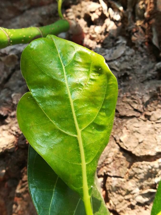 Artocarpus heterophyllus — hardiness zone 12 houseplant