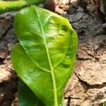 Artocarpus heterophyllus