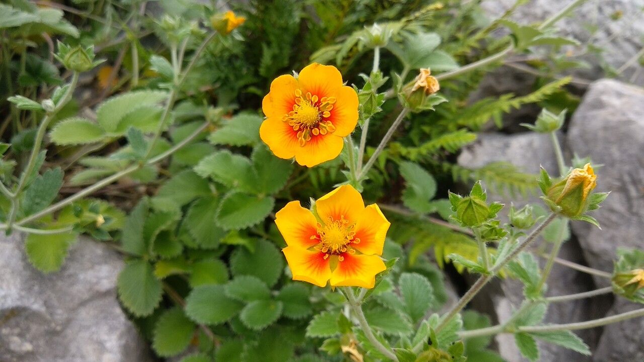 Potentilla argyrophylla flower
