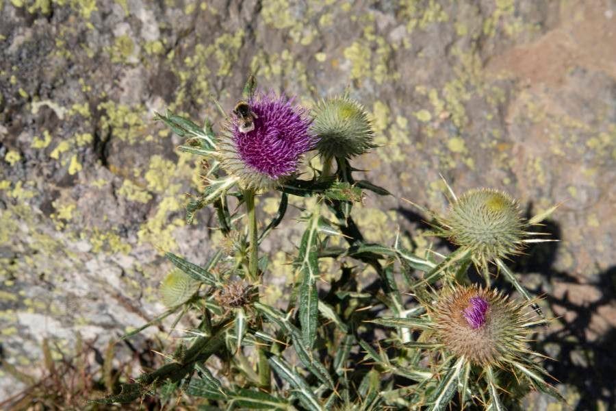 Cirsium morisianum leaf
