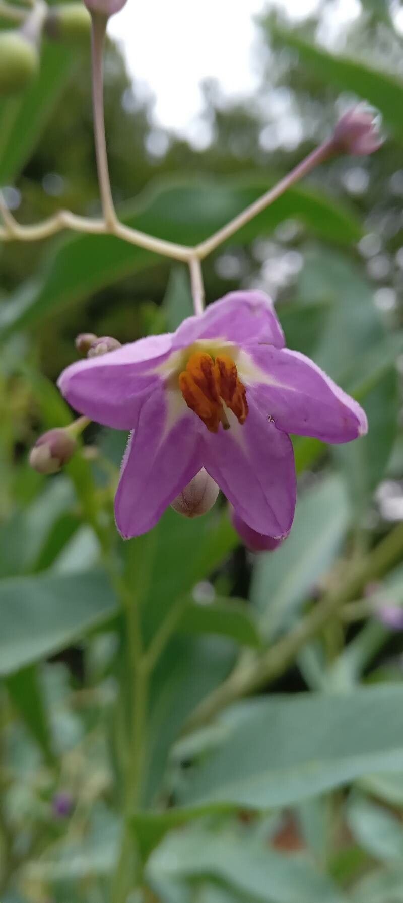 Solanum glaucophyllum flower