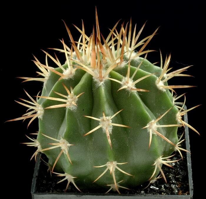 Melocactus lemairei habit