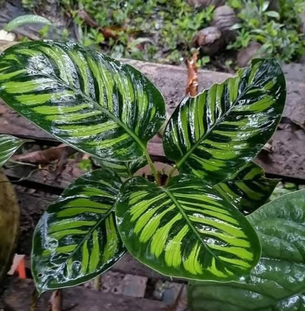 Goeppertia variegata — search result for 'Goeppertia'