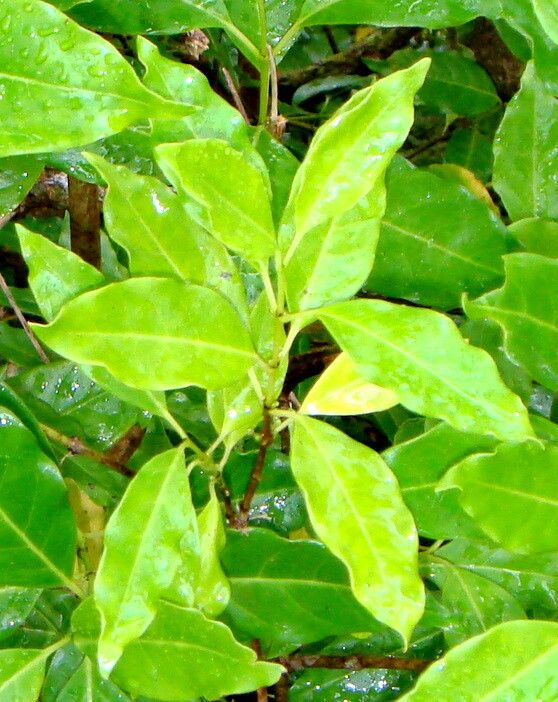 Geniostoma rarotongense — houseplant care guide