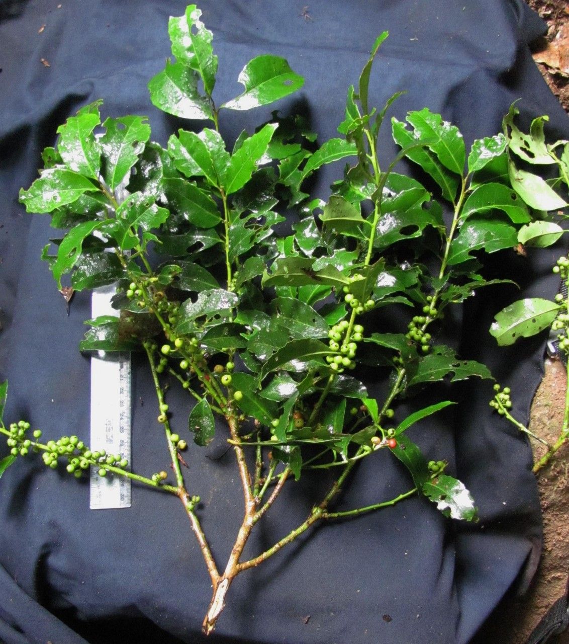 Ilex lamprophylla other