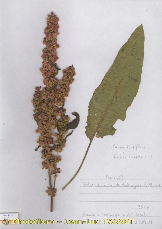 Rumex × propinquus other