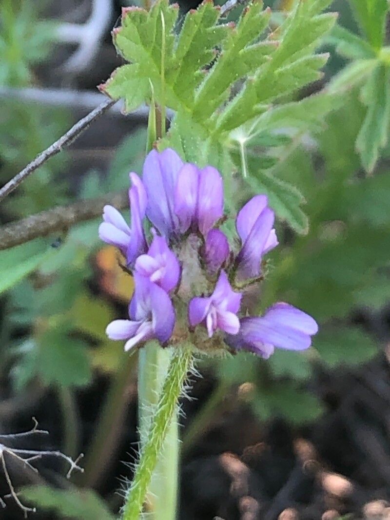 Astragalus stella flower