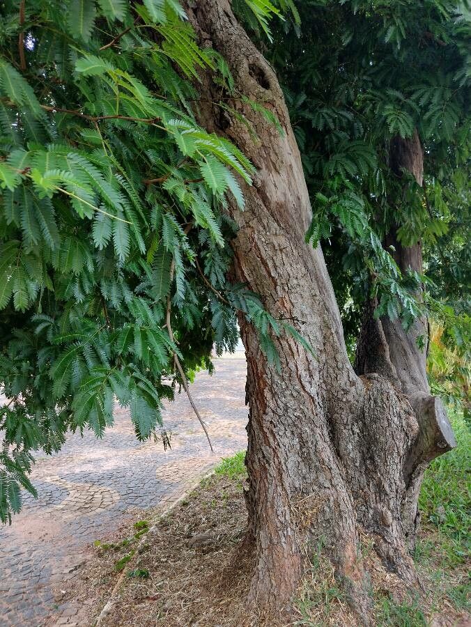 Parapiptadenia rigida bark