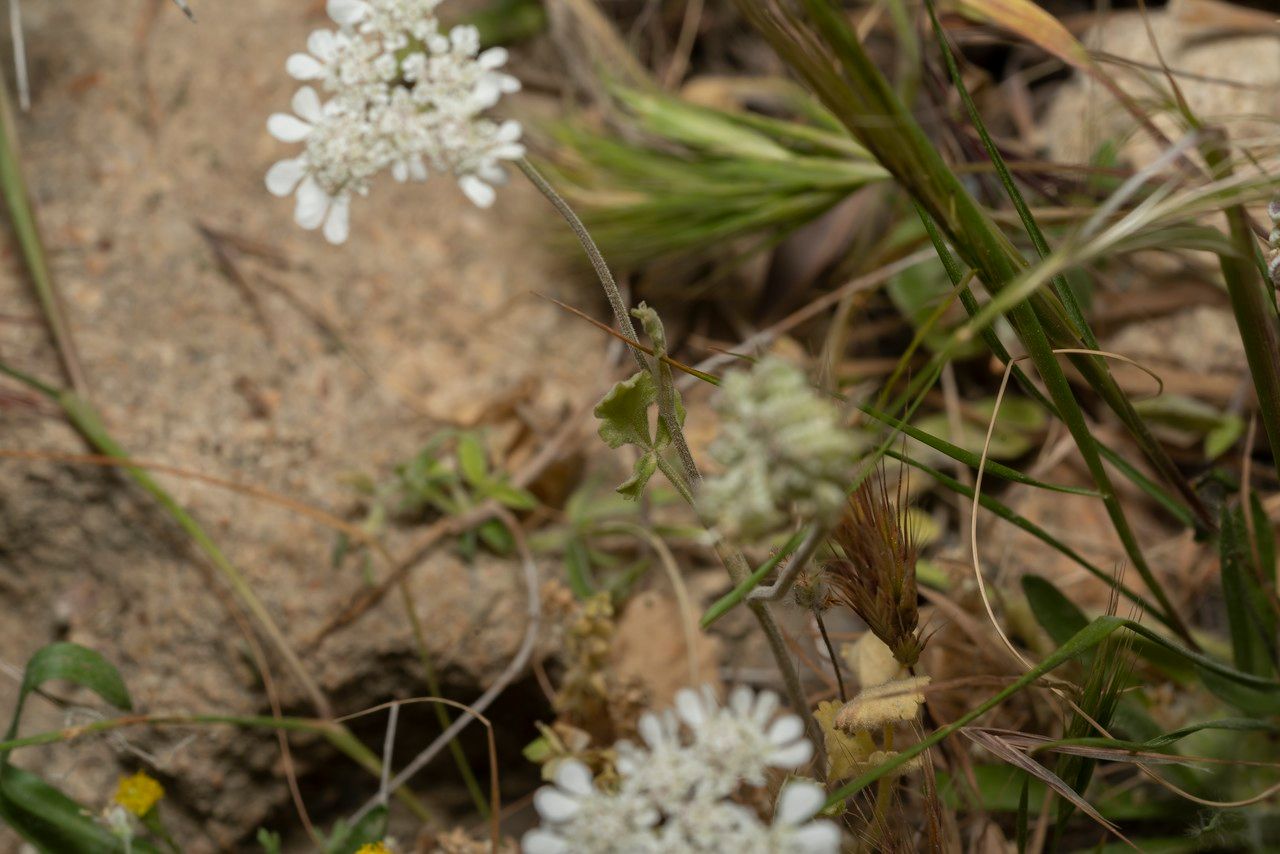 Tordylium aegaeum — related species from the same genus