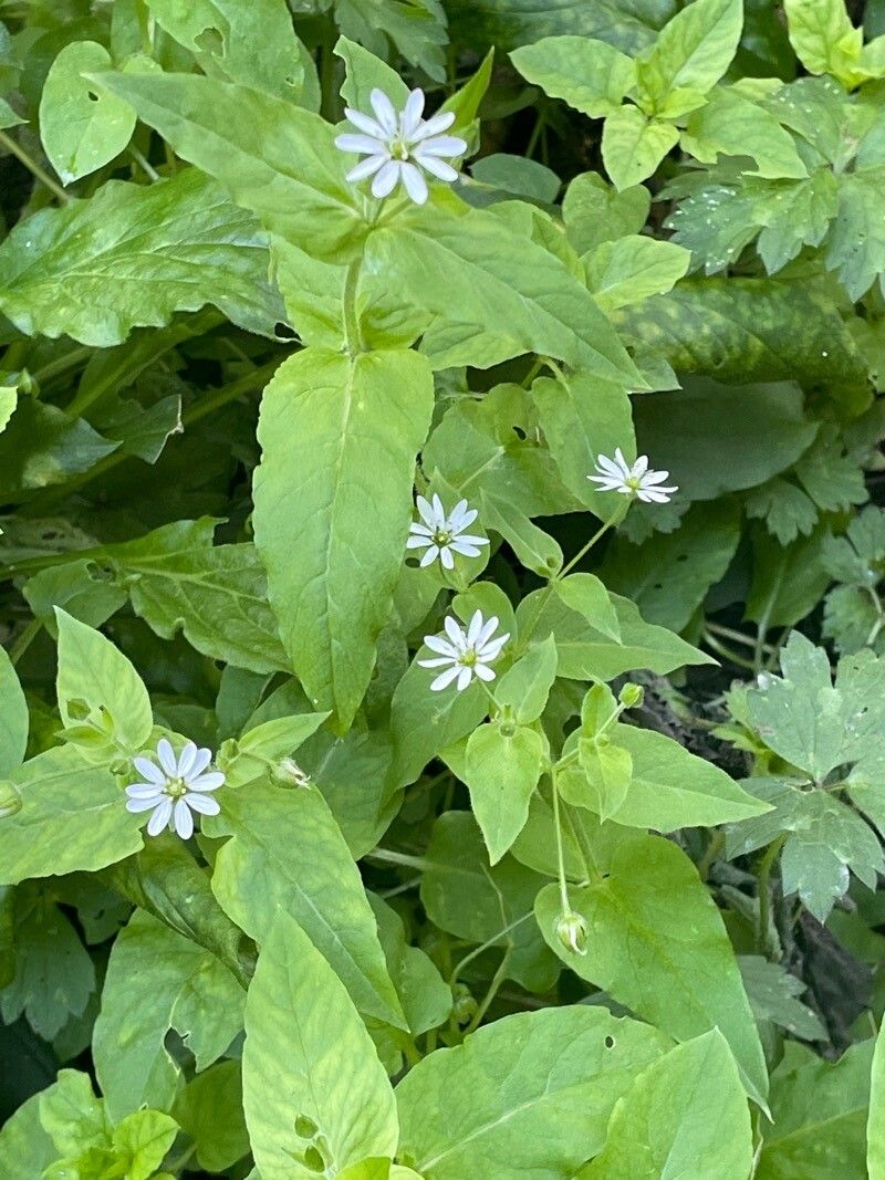 Stellaria aquatica habit