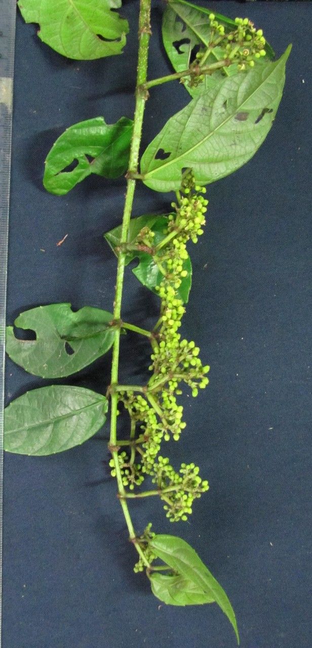 Cissus brevipes other