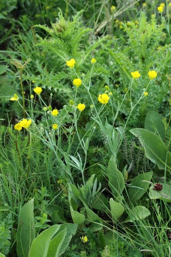 Ranunculus illyricus leaf