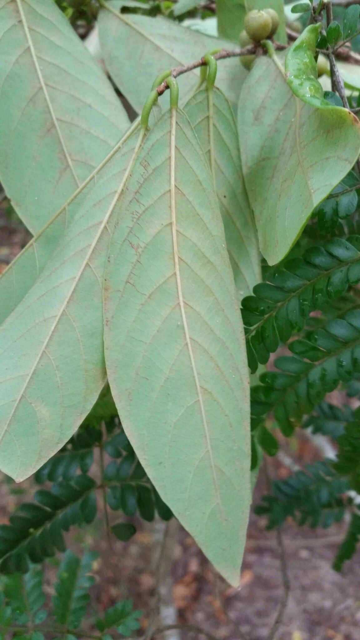 Bridelia pervilleana — houseplant care guide