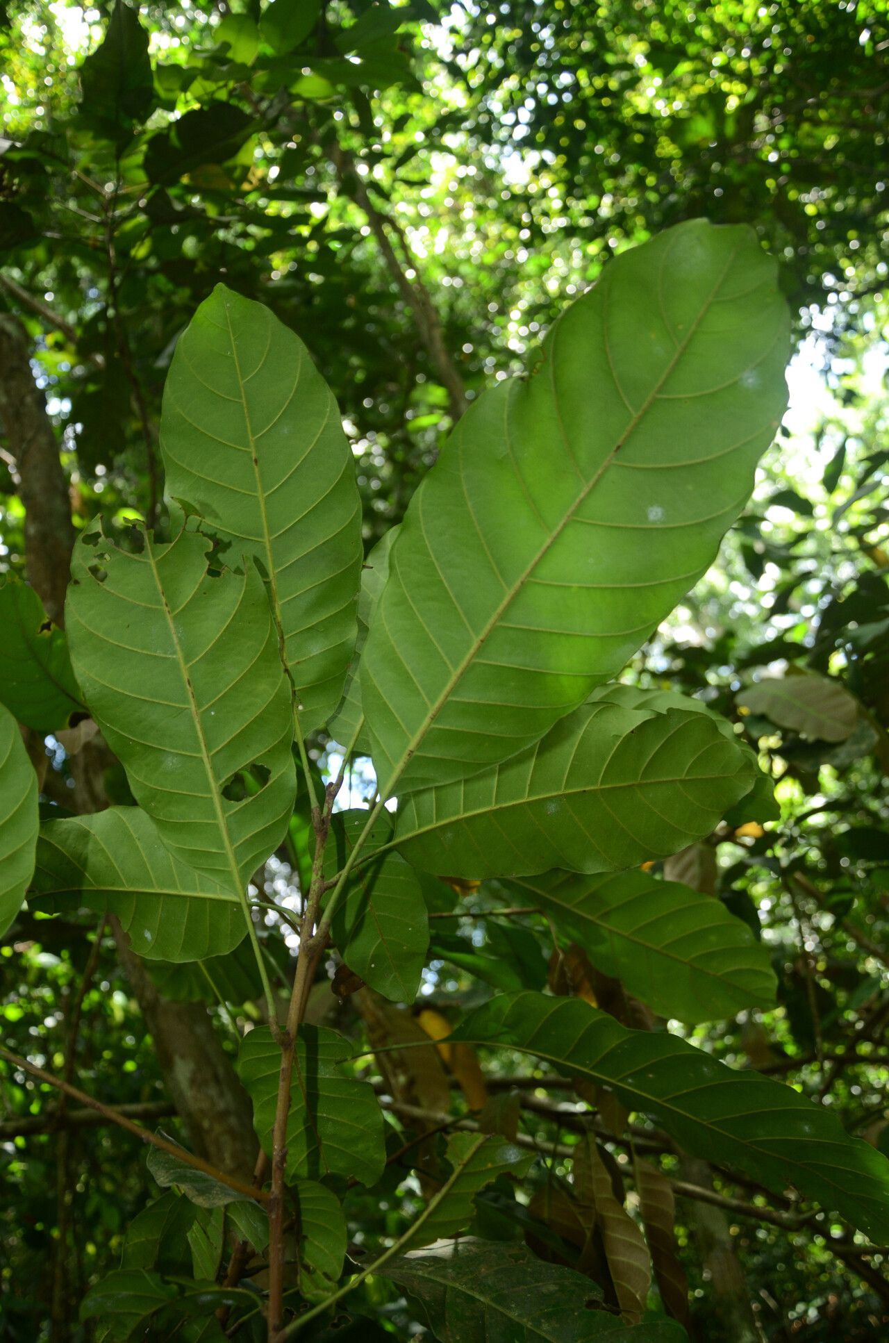 Synsepalum letestui — houseplant care guide