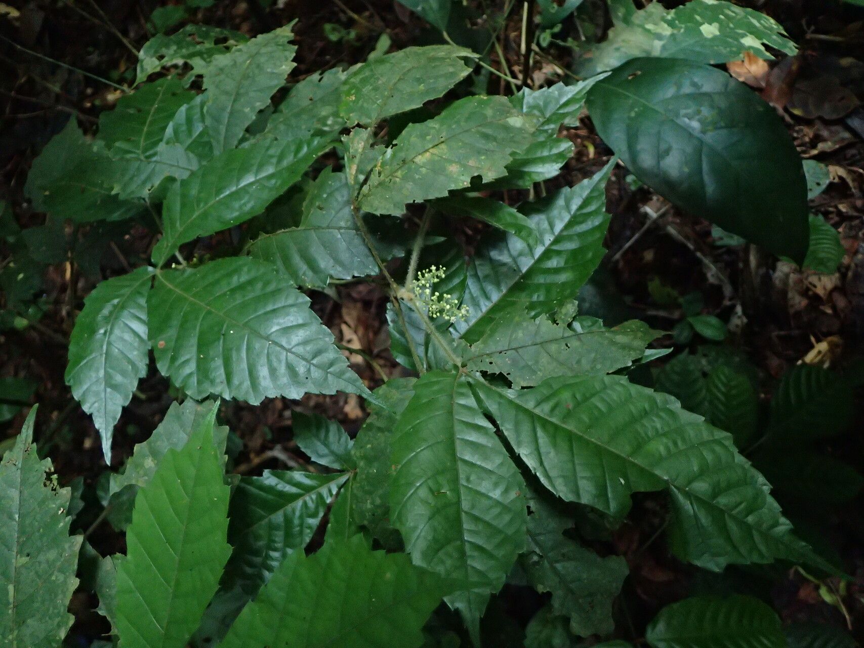 Allophylus conraui habit