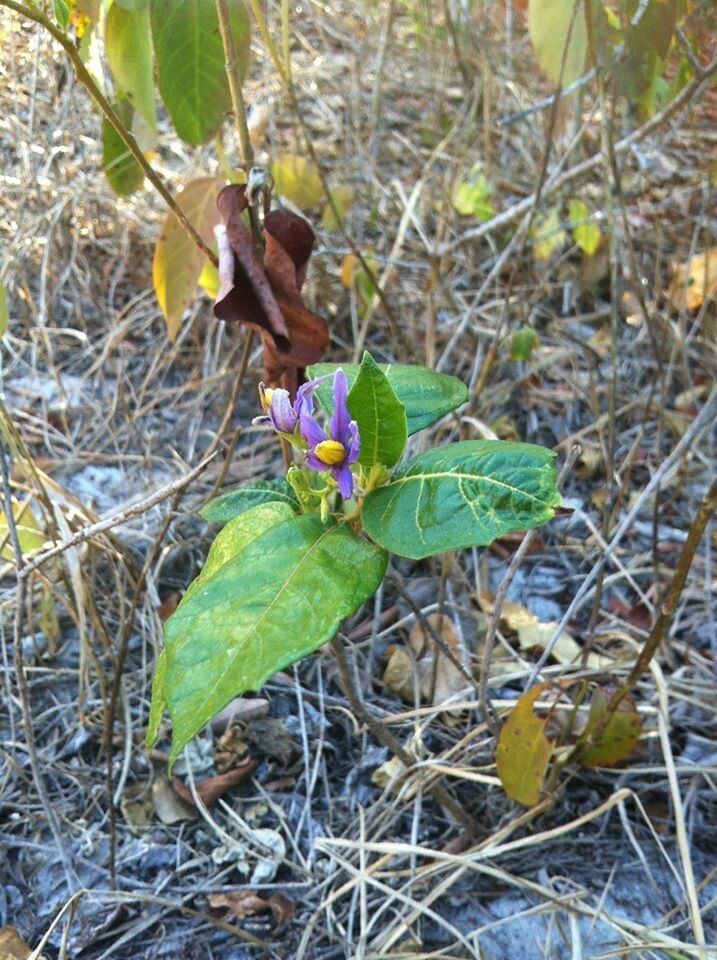 Solanum paludosum habit