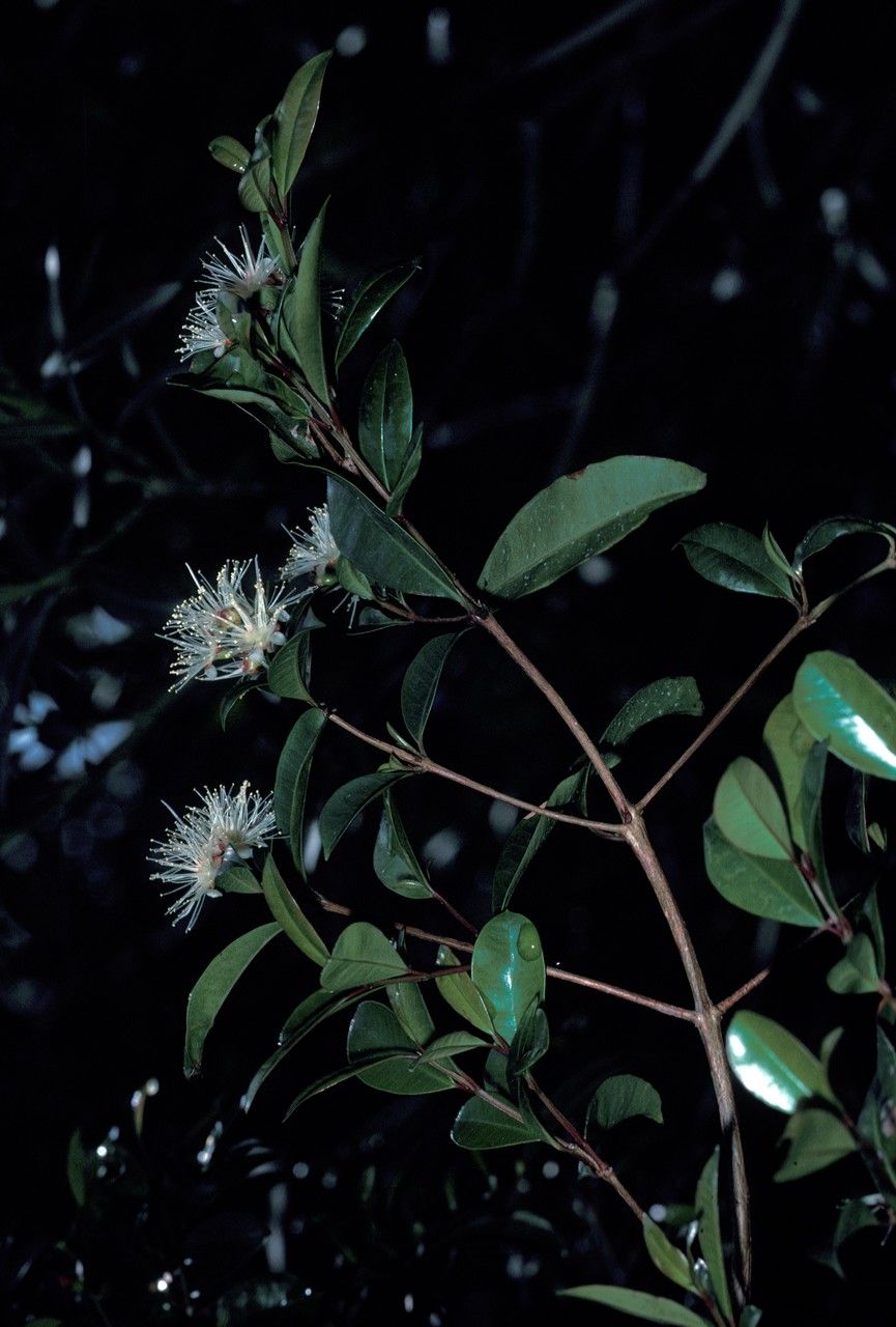 Eugenia neomyrtifolia flower