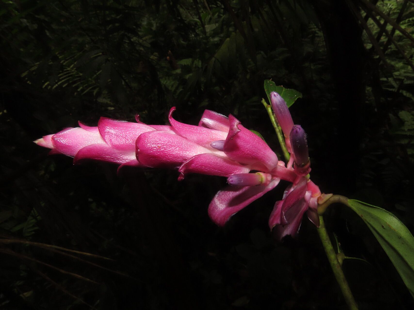 Cavendishia atroviolacea flower