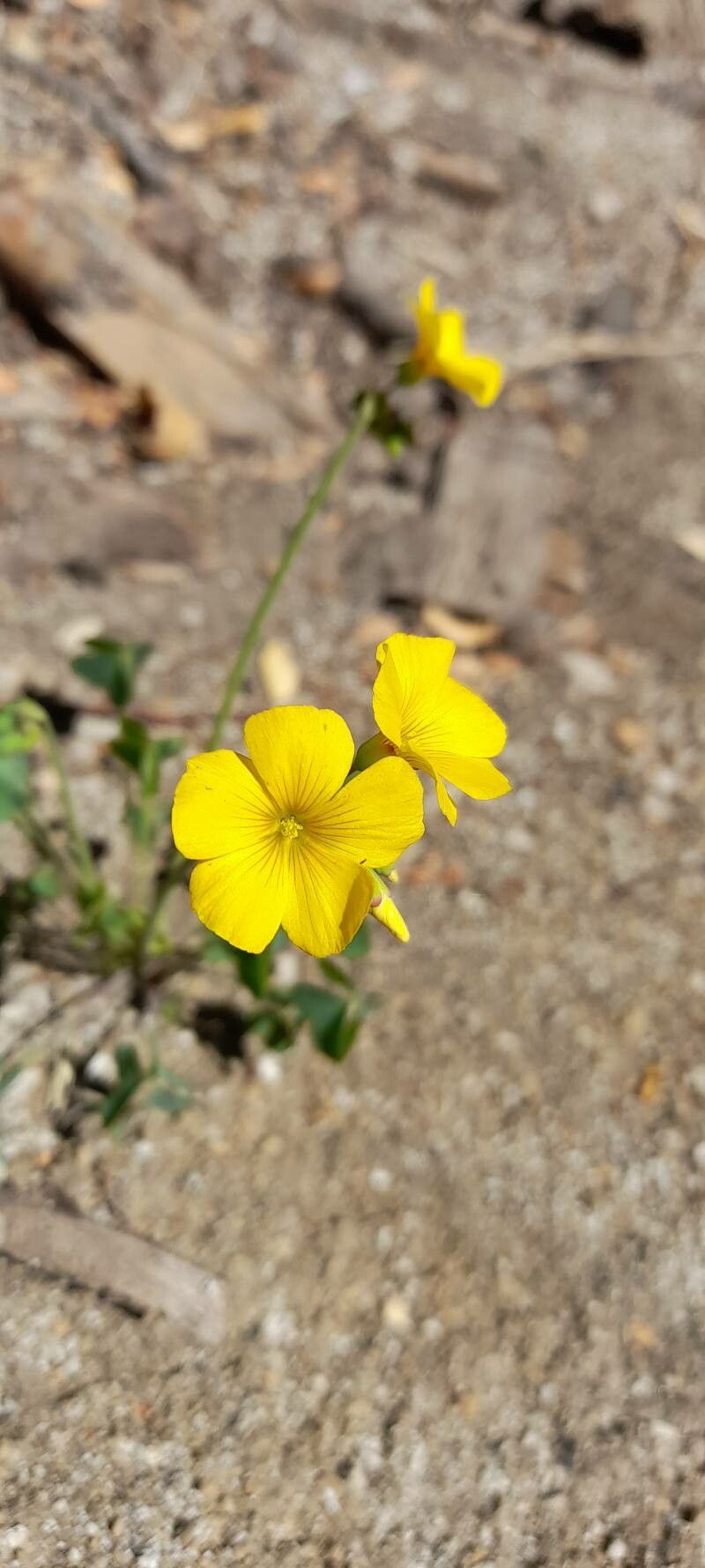 Oxalis valdiviensis flower