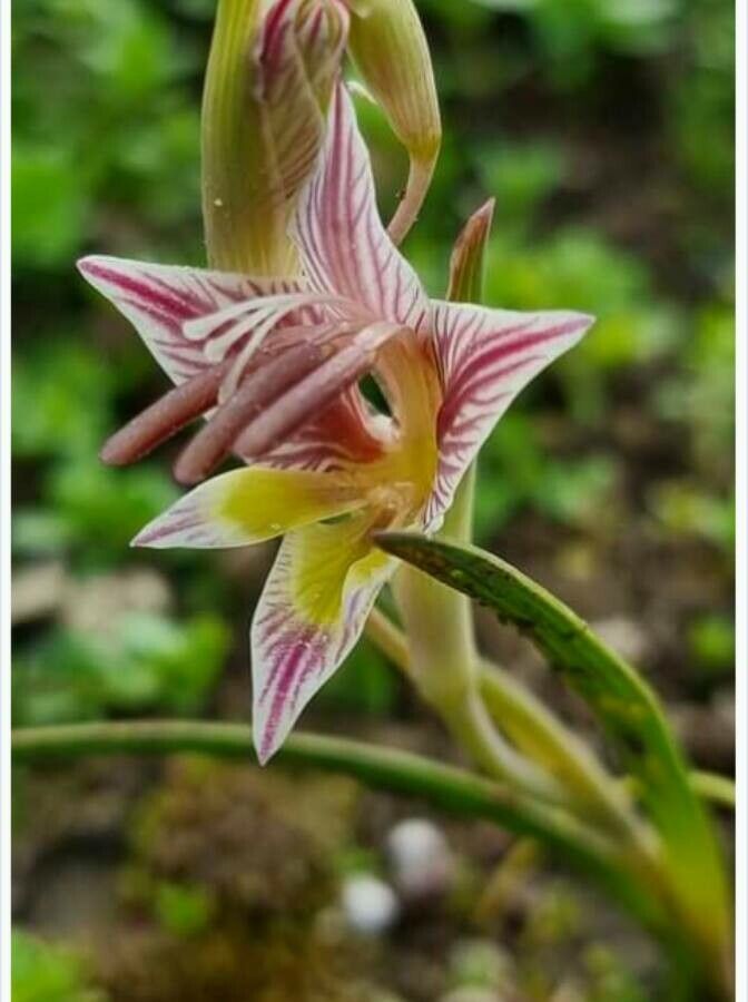 Gladiolus watermeyeri flower