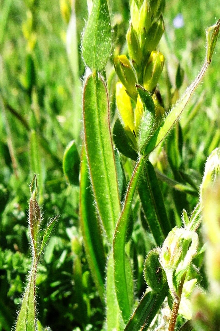 Genista sagittalis — search result for 'Genista'