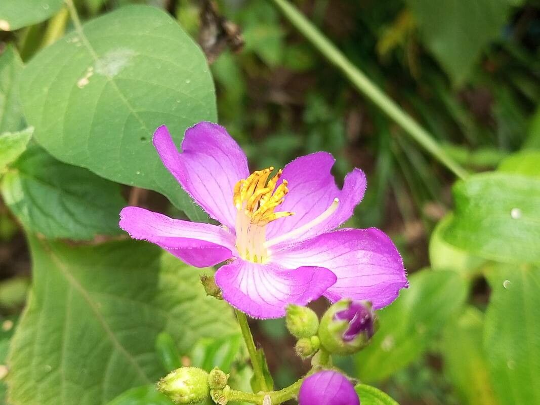 Osbeckia aspera flower