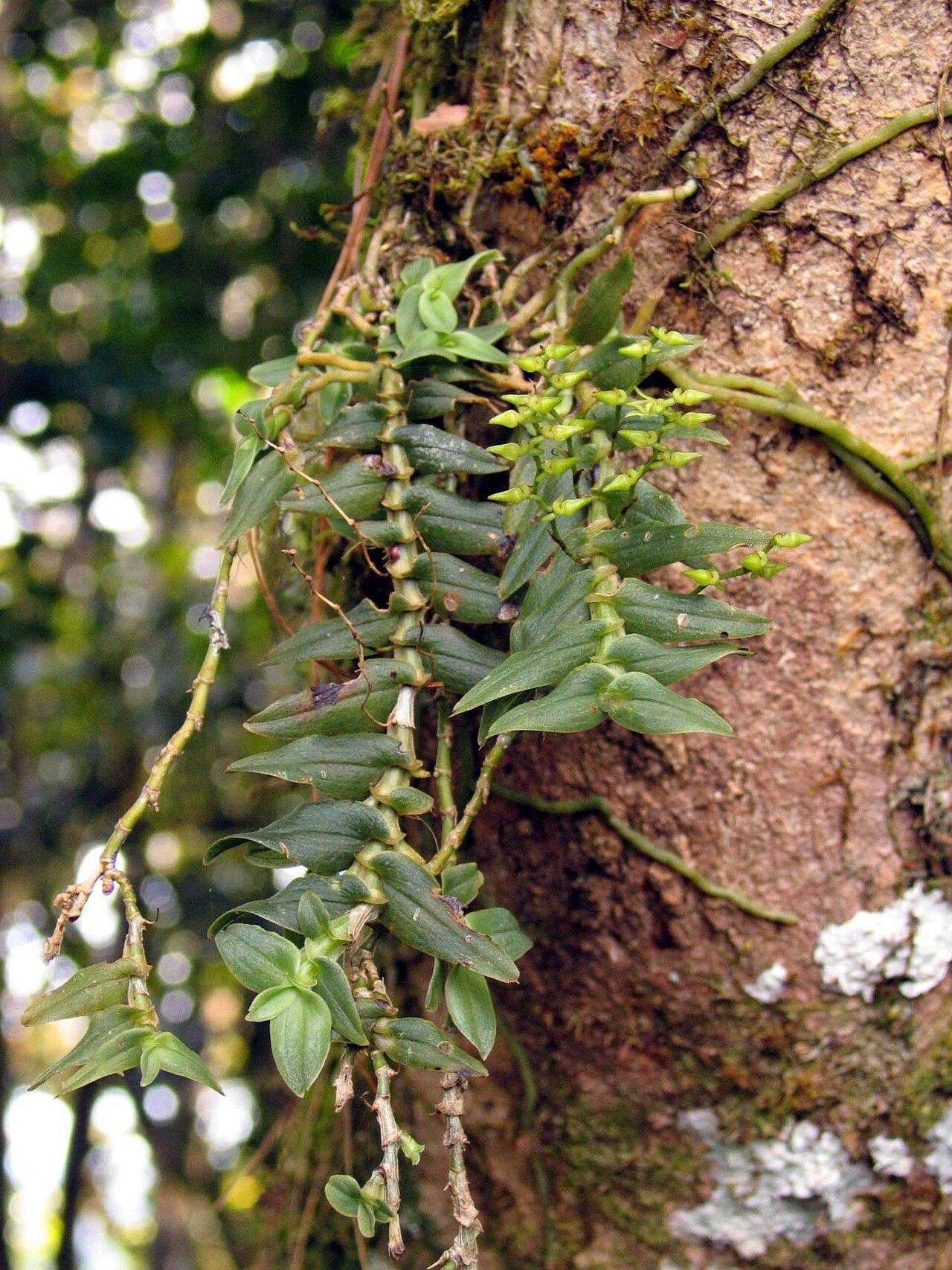 Angraecum appendiculoides habit