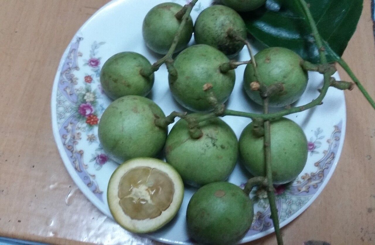 Baccaurea ramiflora fruit