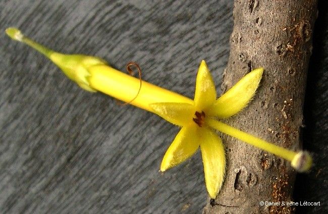 Scaevola coccinea flower