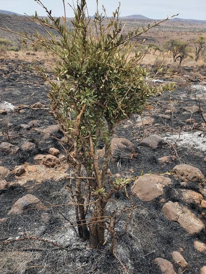 Boscia coriacea leaf