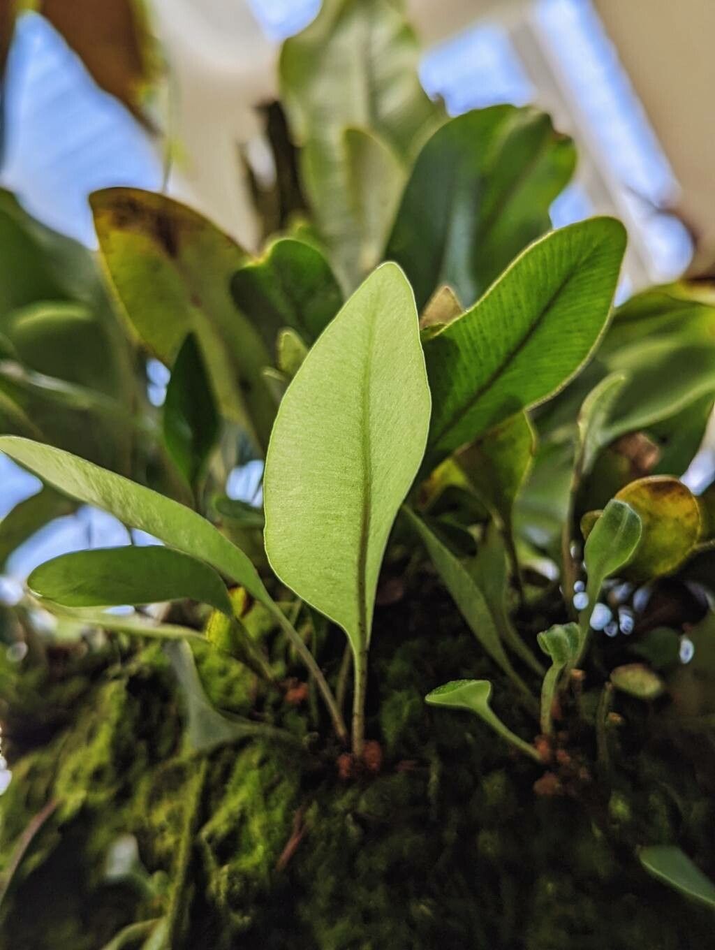 Elaphoglossum proximum leaf