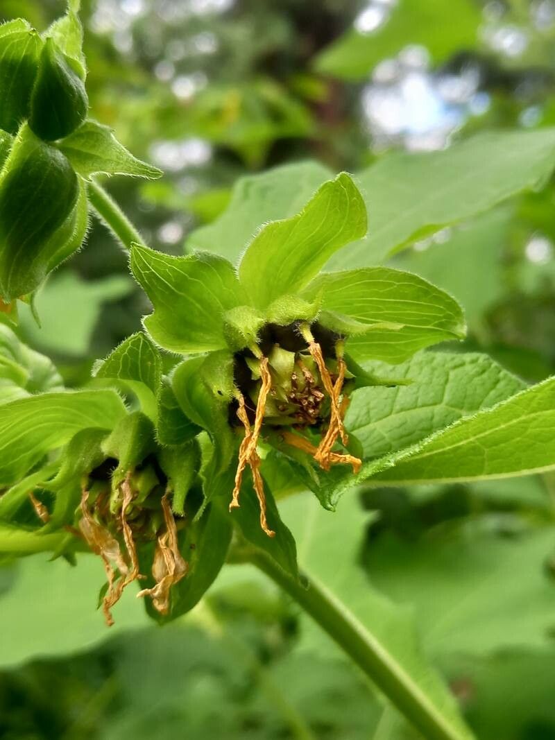 Smallanthus uvedalia fruit