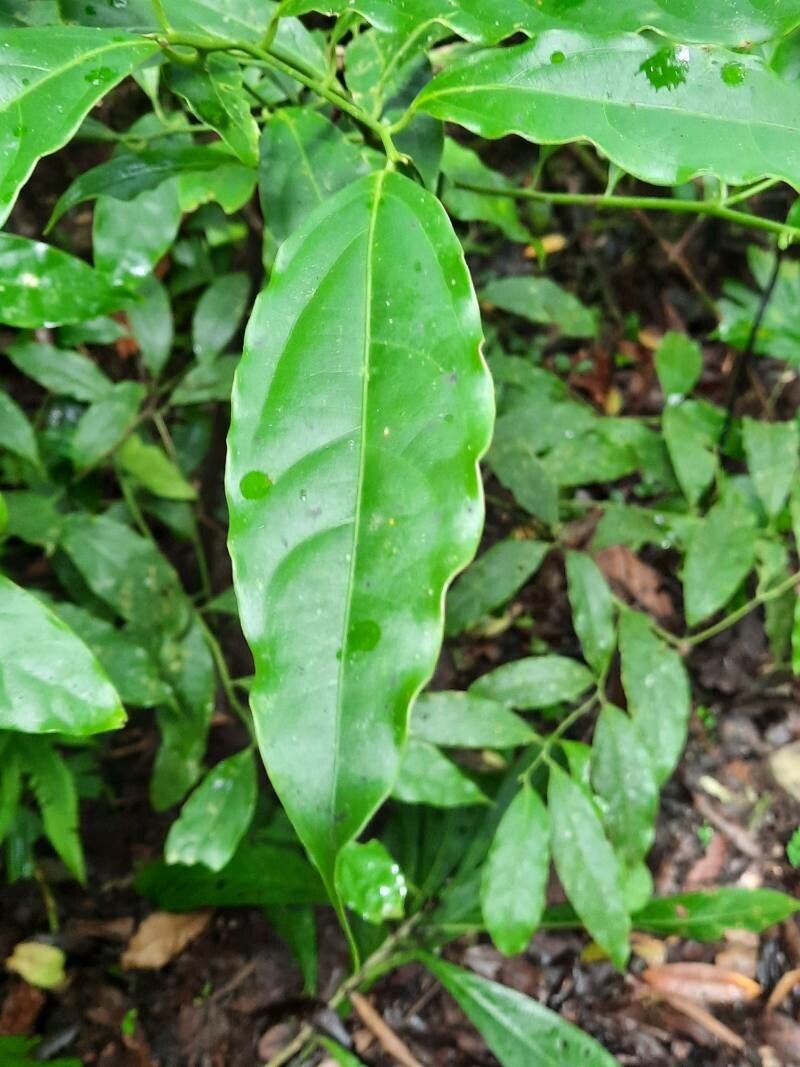 Ocotea meziana — houseplant care guide