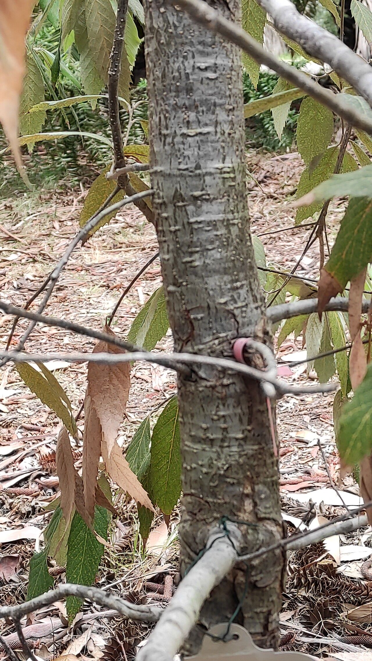Quercus leucotrichophora habit