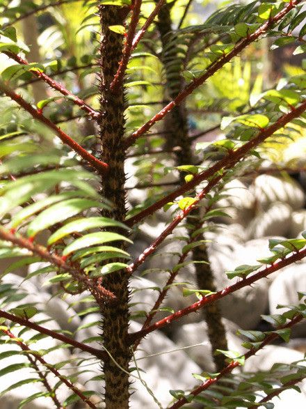Zanthoxylum heterophyllum habit