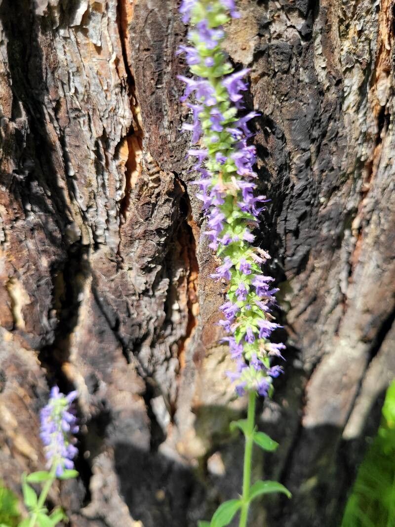 Veronica porphyriana flower