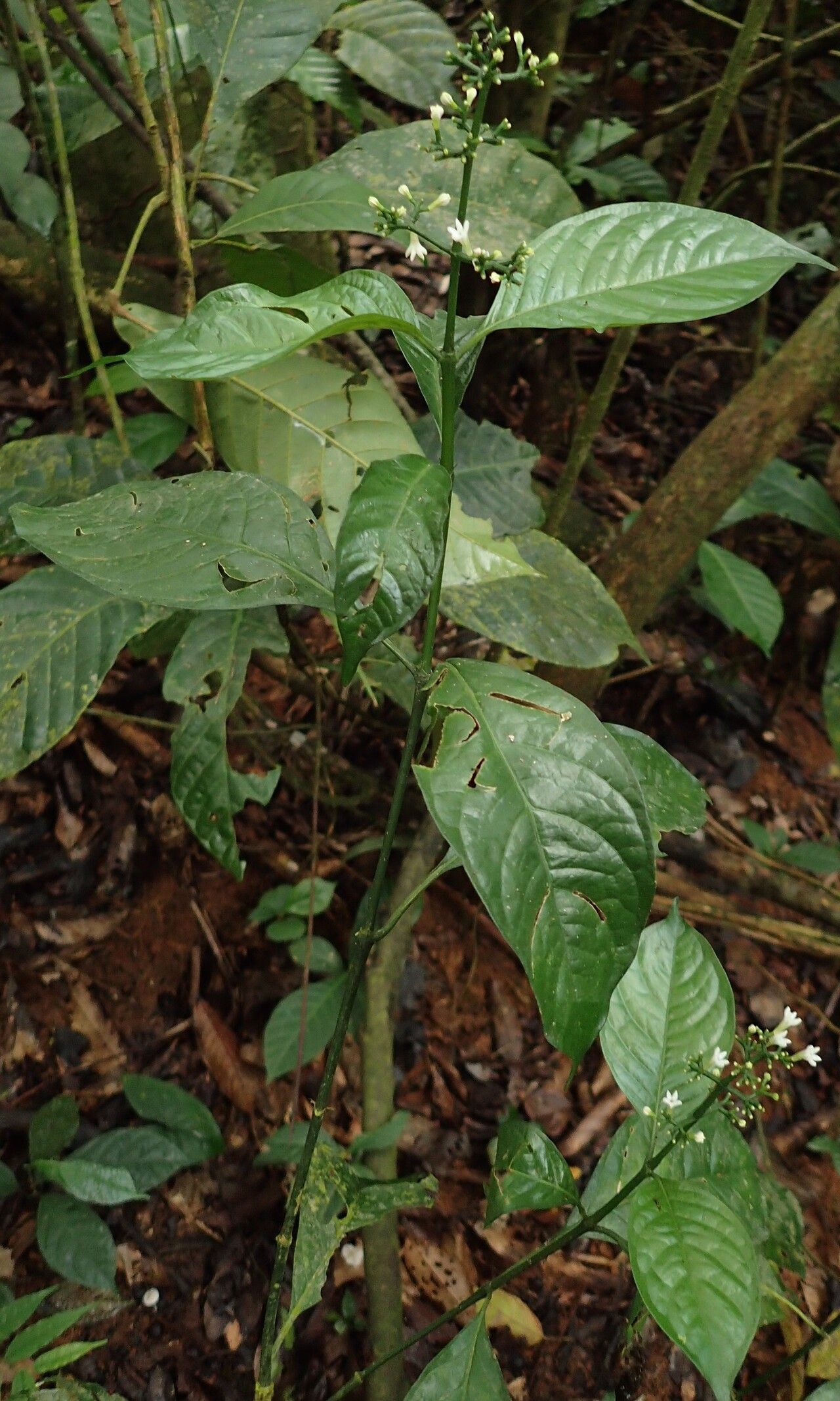 Chassalia pteropetala habit