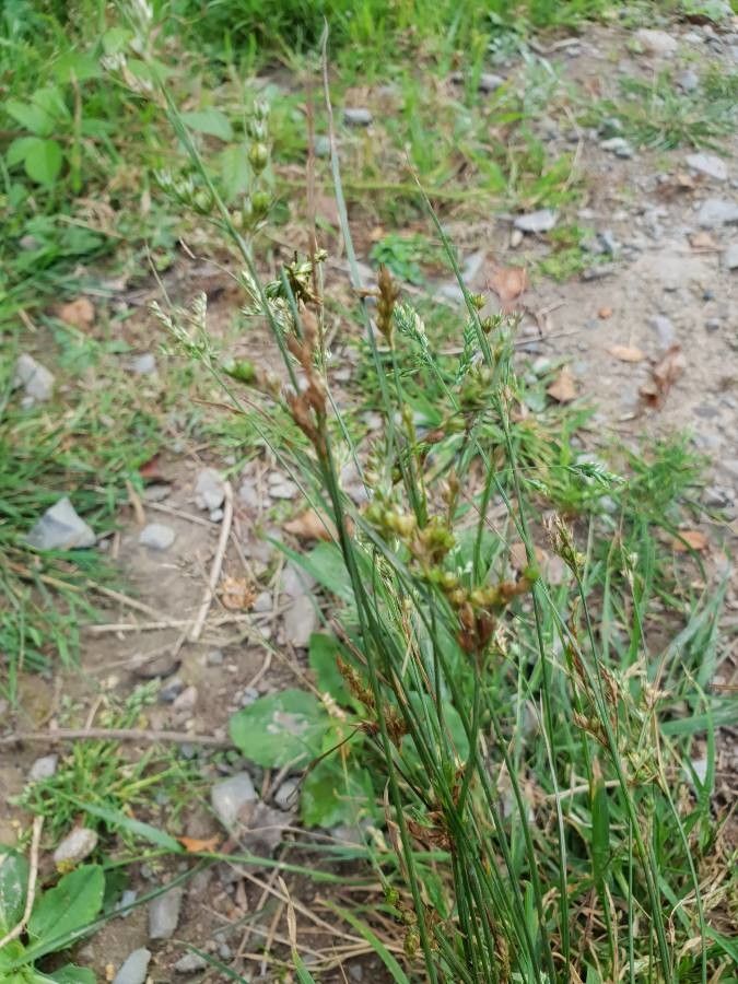 Juncus tenuis leaf