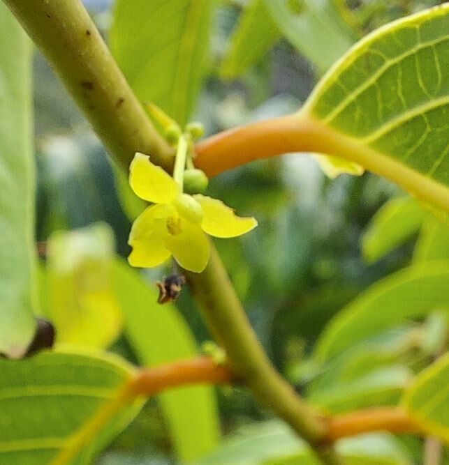 Glochidion caledonicum flower