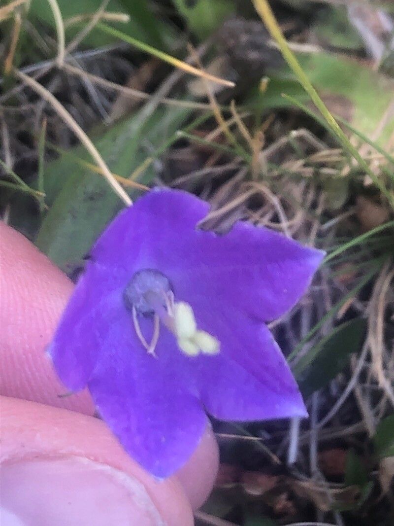 Campanula herminii — houseplant care guide