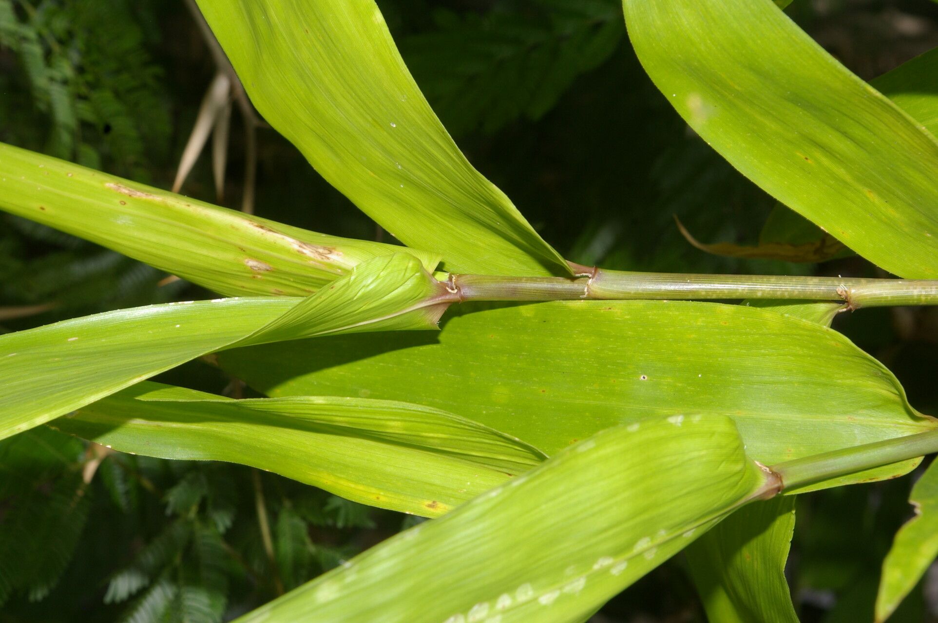 Guadua amplexifolia — related species from the same genus
