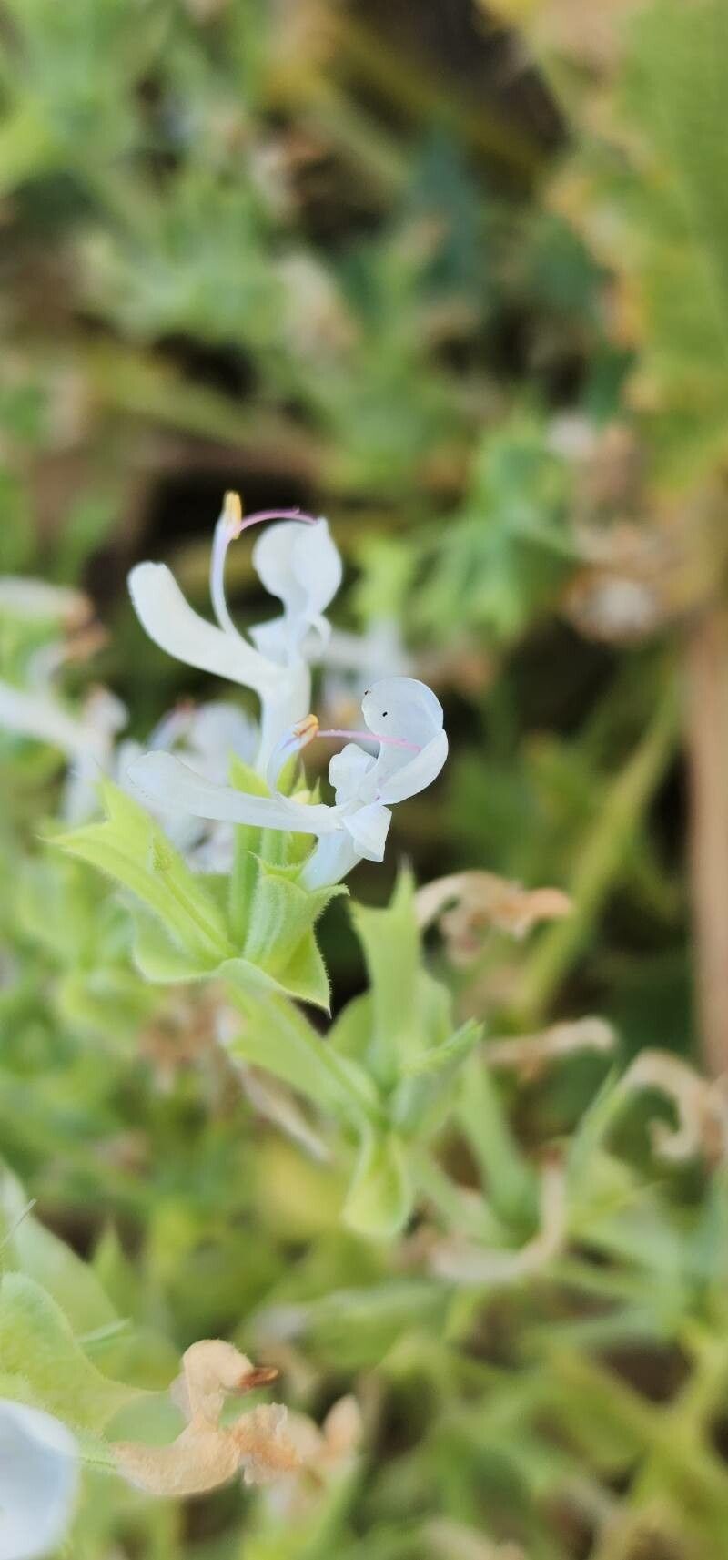 Salvia spinosa flower
