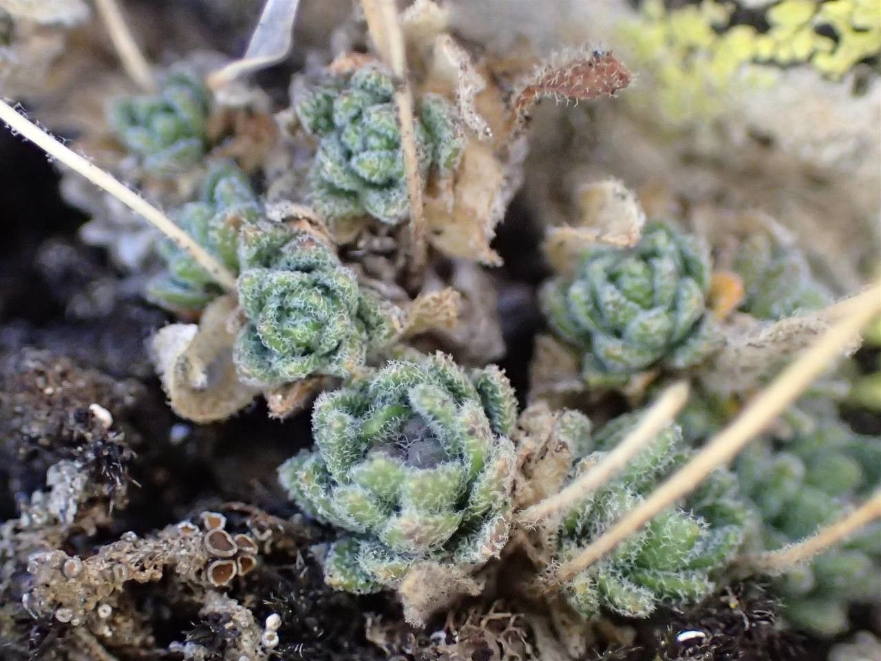 Draba tomentosa habit