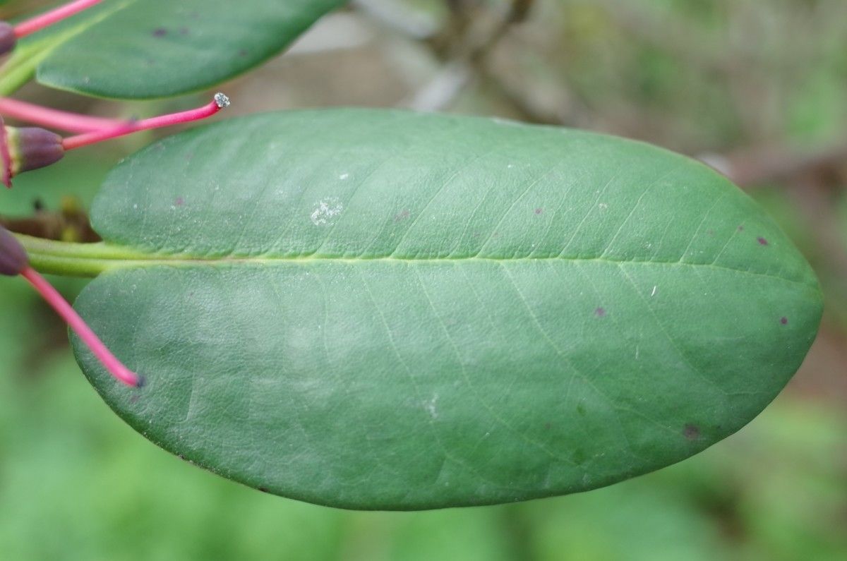 Rhododendron fulgens leaf