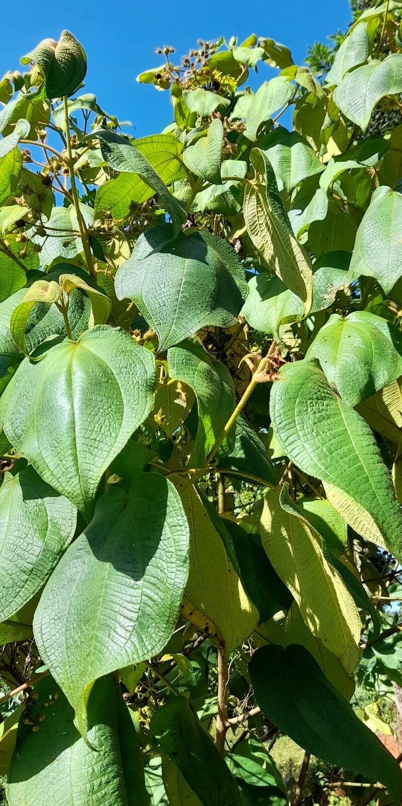Clidemia umbellata habit